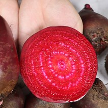 제주 무농약 햇 레드비트 상/특 비트, 상 3KG(10과 내외)