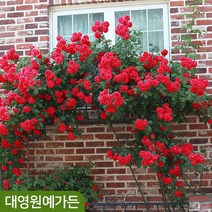 유럽 사계줄장미 21종 덩굴장미 2~3지 독일장미, 01. 유럽장미 - 레오나르도다빈치