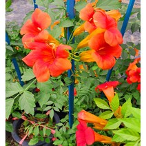 [이삽저삽]능소화나무 화분(키150cm내외/7치 화분포함) 4년생 빨강색 개화주 능소화묘목 금등화 야생화 다년생 낙엽성 덩굴식물 조경수 정원수 관상용, 1개