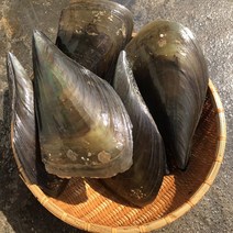 흠스수산 키조개 3미 제철 캠핑 조개구이 모듬 세트 수산물 해산물 조개찜 해물찜 탕 관자, 1개