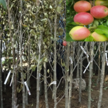 (G소망)미니사과묘목(루비에스)H1.8 R3cm(분) 1그루