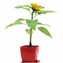 ZIN953477꿈쟁이 사각화분 해바라기 식물키우기 화분 정원