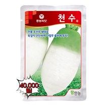 천수무씨앗 40.000립 가을김장무배추종자