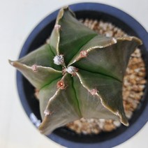 청난봉옥(정가네다육), 7-8cm