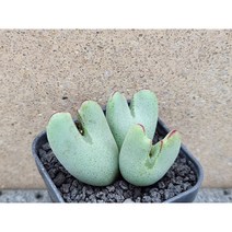 코노피튬/빌로붐-2749 아프리카농장, 1개