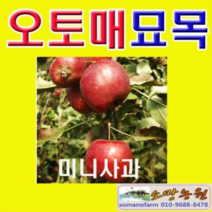 (D소망)미니사과나무묘목(오토매)접목1년2그루 오토메