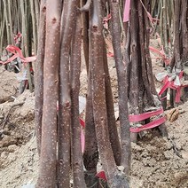 차량단감나무 묘목 판매 (청아원예조경), 단감 중묘