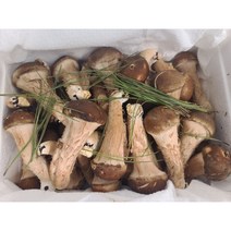참말로 국산 참송이버섯 1kg, 상급 1kg