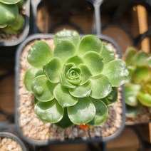 다육이 돌기롱기시마40