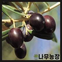 (나무농장) 올리브 부란케타 10cm 포트