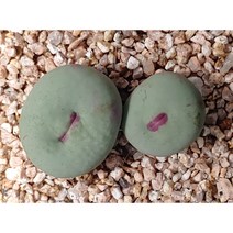 코노피튬/입술파가에 (야생)-15