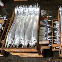 제주 생갈치 5kg 서귀포 수협 어시장 생물갈치 성산포수협 택배 선물, 중(16미내외)5kg, 1개