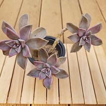 분홍용월 다육이 키우기 쉬운 예쁜 다육 가을식물3-45, 단품
