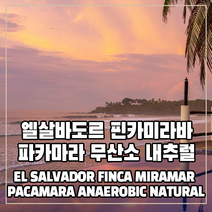 (커피생두) 144 엘살바도르 핀카미라바 파카마라 무산소 내추럴 500g