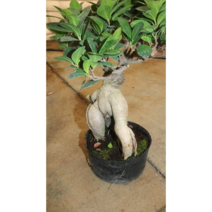 [골든플랜트] 인삼펜다중품 인삼팬다 인삼벤자민 펜더 팬다