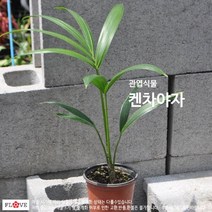 켄차야자, 1개