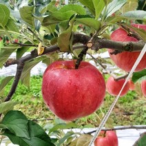 부사사과 의성사과 꿀맛 사과 5kg 호영농원, 꼬마사과5kg