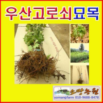 (D소망)우산고로쇠묘목(실생3년생) 2그루