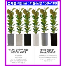 없음 [반값화분] MAIN-대형인도고무나무140 직접배송 축하화분 개업화분 거실화분 카페화분 인테리어화분 아레카야자극락조 알로카시아 파키라 고무나무, 황토분