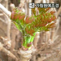 가림원예조경 참두릅(민참두릅) 특묘, 민참두릅 삽목1년특묘(10개묶음)