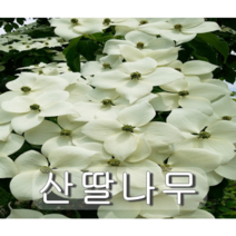 산딸나무 실생2년특 뿌리묘 5그루
