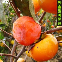 감 (대봉/차량/야오끼) 접목1년특묘, 03. 대왕대봉(야오끼) 접목1년특묘