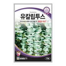 유칼립투스 10립 / 허브씨앗 허브씨 허브키우기 베란다텃밭, 유칼립투스 10립 허브