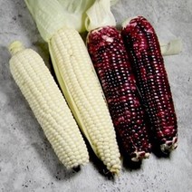 FUNET 고당도 초당옥수수 찰옥수수 10개 20개, 1박스, 22_흑찰옥수수 10개