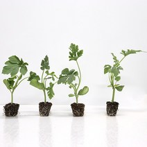 원예용 망고수박 과일 모종 10주