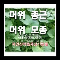 머위종근 40주 머위모종 머위씨앗재배, 1개