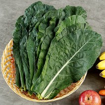 복천 케일 녹즙용 1kg