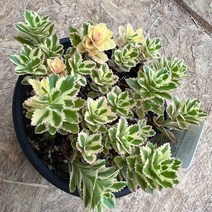 [올식스] 아틀란티스, 1개