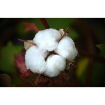 목화 씨앗 10립, 1