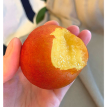 산지직송 새콤달콤 맛있는 영천 추희자두, 2kg 특과사이즈 취향따라후숙필요, 1개