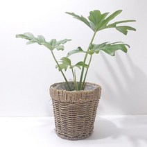 호프셀렘(중) 실내공기정화식물 화분포함