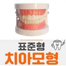 표준형 치아모형 모형치아 이빨모형 구강모형 교재