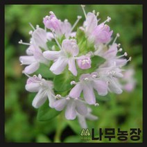 (나무농장) 야생화 백리향 포트 ( 포트10개묶음 )