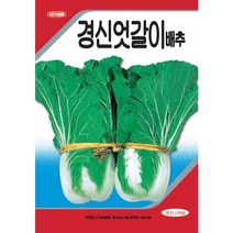 (씨앗) 엇갈이 배추 (3종) 중 1종 - 얼갈이배추 - 풋배추 - 나물배추 - 종자 씨앗, 사계절 속노랑 엇가리 배추 (25g)