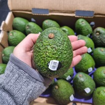 [AK후르츠월드] 아보카도 pho bo Avocado 아보카도먹는법 효능 페루산 콜롬비아산 멕시코산, 20과, 페루산 아보카도_대과(200~220g)