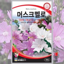 머스크멜로 씨앗 50립 / 다년생 사향아욱 아욱과 꽃씨 꽃 봄 가을 종자