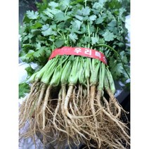 농장에서 갓 작업한 고수 2단 (600G) 고수풀 고수나물