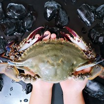 남도삼대어부 신안 특상품 서해안 급냉 꽃게 123kg, 03.햇꽃게(암수구분X) 중 3kg