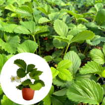 딸기모종 10cm화분 큰사이즈 설향 텃밭키우기 새마을총각, 설향 1개