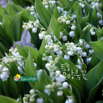 은방울꽃 [4포트] (복남이네 야생화 모종 반그늘 화이트 봄) 토종식물