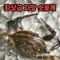 [당일 조업 발송] 서해안 활 숫꽃게/암꽃게 제철 꽃게의 맛 햇 꽃게, 숫꽃게 4kg