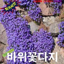 (희귀씨앗) 바위꽃다지(Aubrieta) 블루 20립 _20220921EA, 상세페이지 참조, 상세페이지 참조, 상세페이지 참조