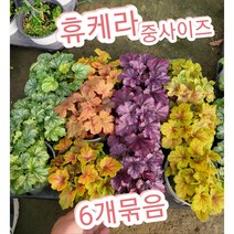 휴케라-중-6개묶음-사계절 내내 화려한 잎을 보여 주는 휴케라., 6개