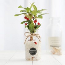 그린테라피 수경재배 식물 유리병 실내 공기정화식물 수경식물키우기 DIYSET, 천냥금+직선