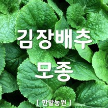 채소 모종 ~ 각종 묘종. 베란다 텃밭 세트 공기정화식물 허브 씨앗 채소모종 ~, H095 김장배추 모종3개