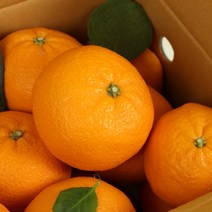 더기분 제주 한라향 고당도 2kg 3kg 4.5kg, 한라향 3kg 크기혼합과
